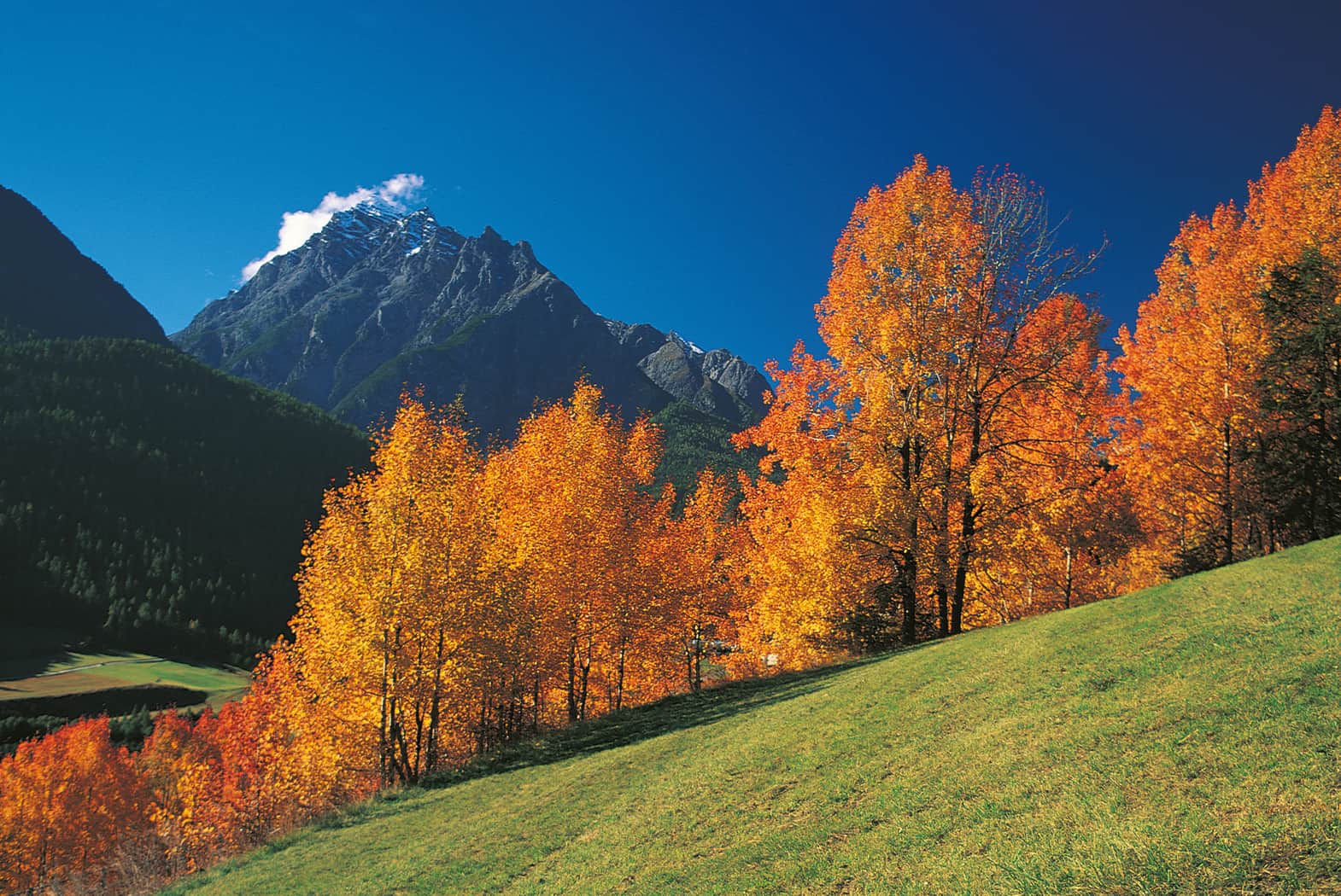 ökol-groß